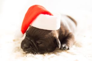 dog-christmas-xmas-bulldog_smaller