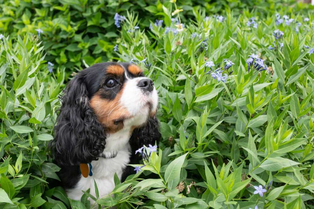 Common Insects To Keep Your Dog Away From This Spring