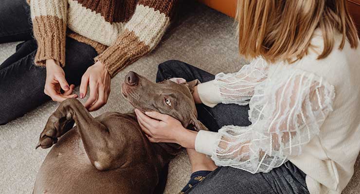 10 Ways to Engage Your Dog Indoors