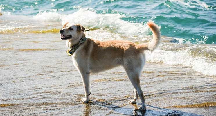 Top dog breeds that (usually) love water