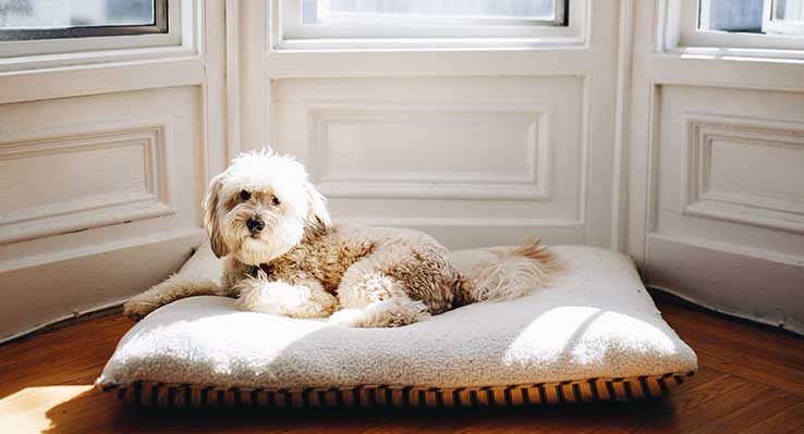 How to Choose the Right Rental Property When You Have Dogs